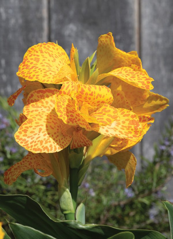 Canna Cannova Golden Leopard