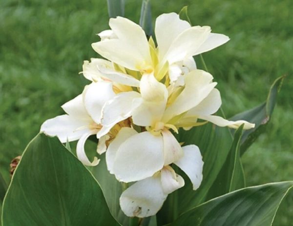 Canna South Pacific White