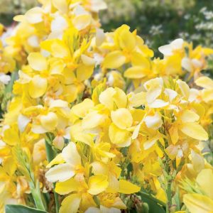 Canna South Pacific Yellow