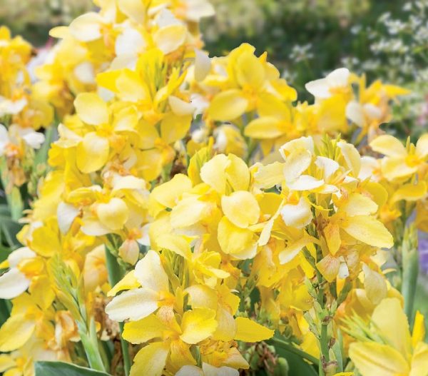 Canna South Pacific Yellow