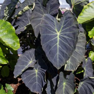 Colocasia Royal Hawaiian® Hawaiian Luau