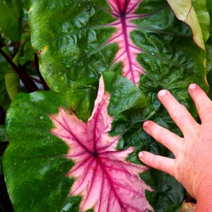 Colocasia Cleopatra's Kiss