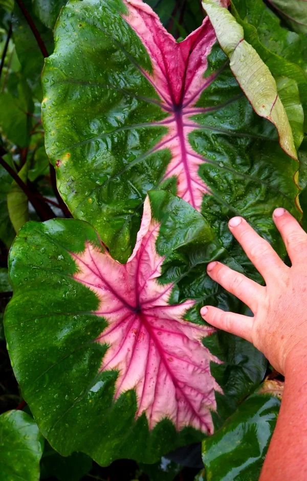 Colocasia Cleopatra's Kiss