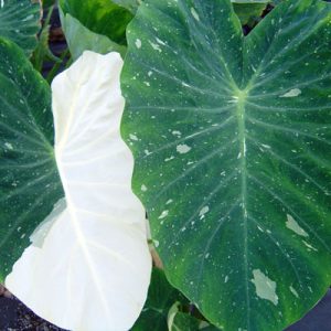 Colocasia Ele Paio