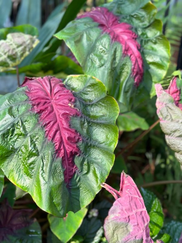 Colocasia Madeira Star – Image 2
