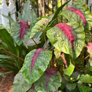 Colocasia Madeira Star