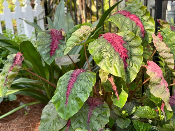 Colocasia Madeira Star