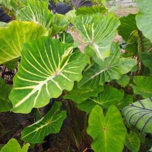 Colocasia Pharaoh's Dream