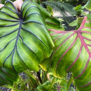 Colocasia Pharaoh's Mask Red
