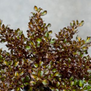 Coprosma Sahara Jewel