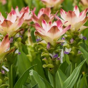 Curcuma Siam Solar