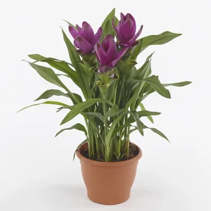 Curcuma Siam Sublime