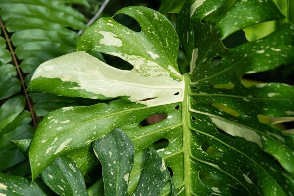 Monstera Thaï Constellation - Image 3