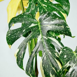Monstera Thaï Constellation
