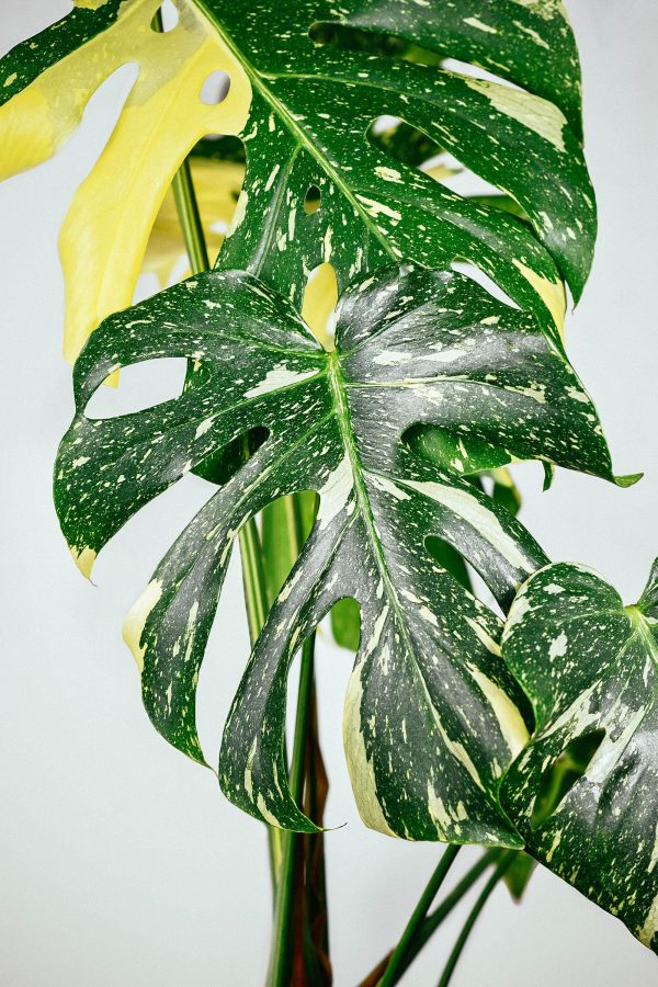 Monstera Thaï Constellation