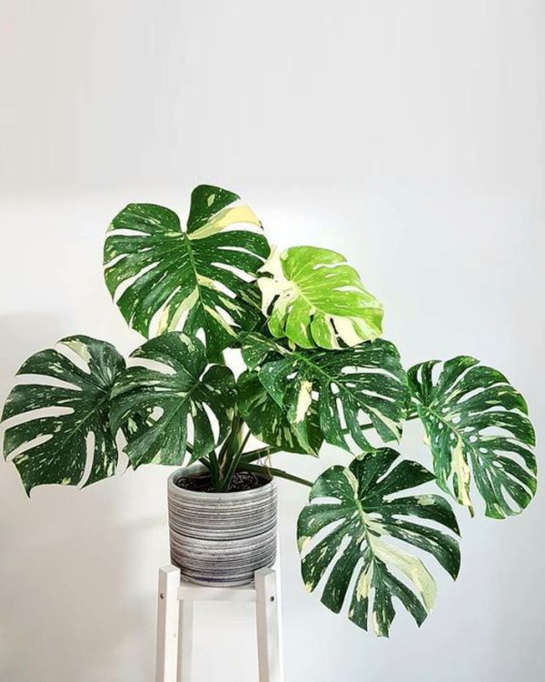 Monstera Thaï Constellation - Image 2