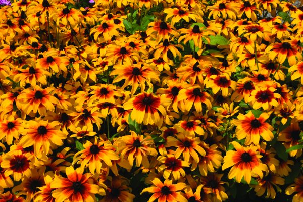Rudbeckia Chestnut Gold – Image 2