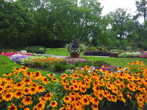 Rudbeckia Chestnut Gold – Image 3