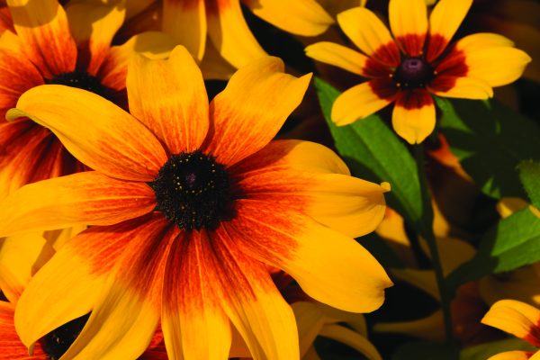 Rudbeckia Chestnut Gold