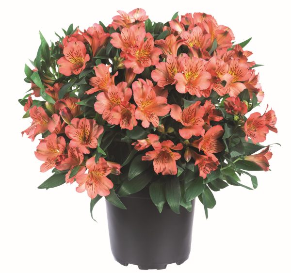 Alstroemeria Colorita® Eliane® Orange - Image 2