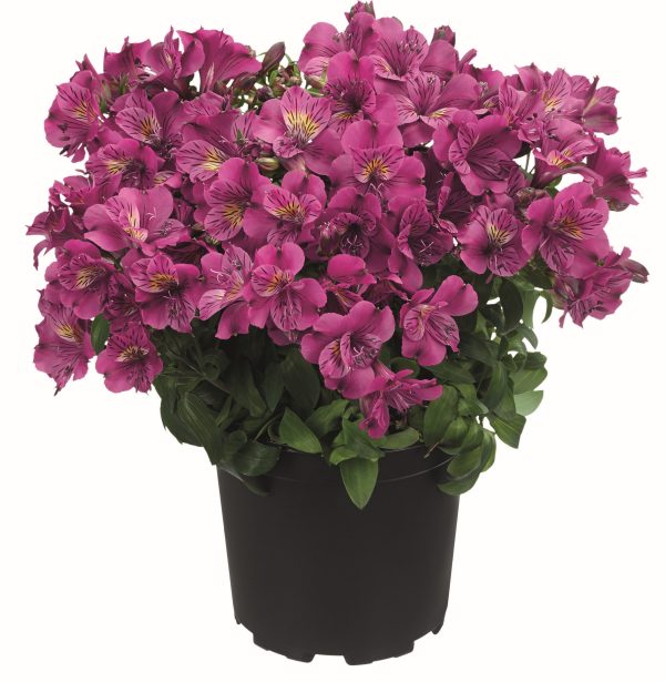 Alstroemeria Colorita® Louise® – Image 2