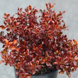 Coprosma Sahara Ruby