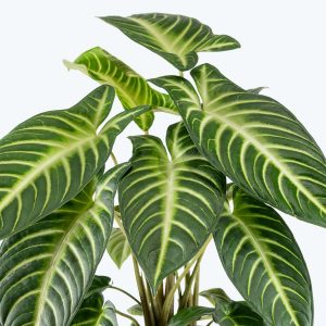 Xanthosoma Magnificum