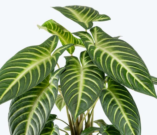 Xanthosoma Magnificum