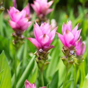 Curcuma Siam Splash