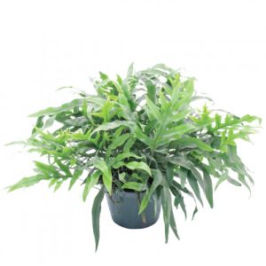 Microsorum Kangaroo Fern