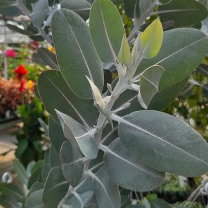 Eucalyptus Silver Frost