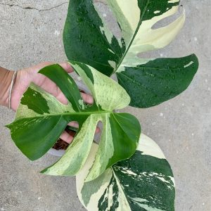 Monstera Mint