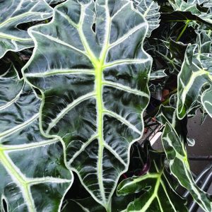 Alocasia Amazonica