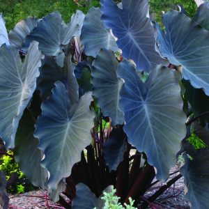 Colocasia Black Runner